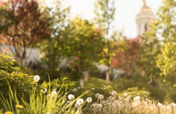 Landscaping Ideas Inspired by Church Grounds and Monasteries