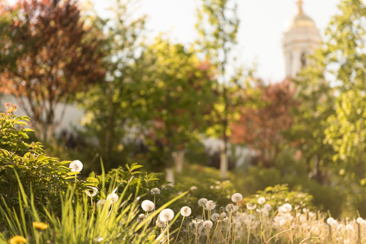 Landscaping Ideas Inspired by Church Grounds and Monasteries
