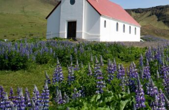 Plants with Symbolism_ What to Grow in a Church-Inspired Garden